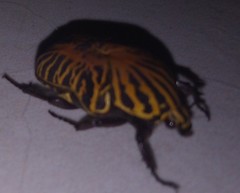 Gymnetis stellata