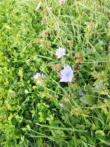 chicory
