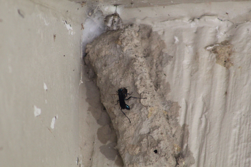 Common Blue Mud-dauber Wasp