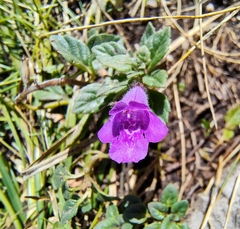 Clinopodium alpinum, photograph (c) Elias Freyhof, some rights reserved (CC BY)