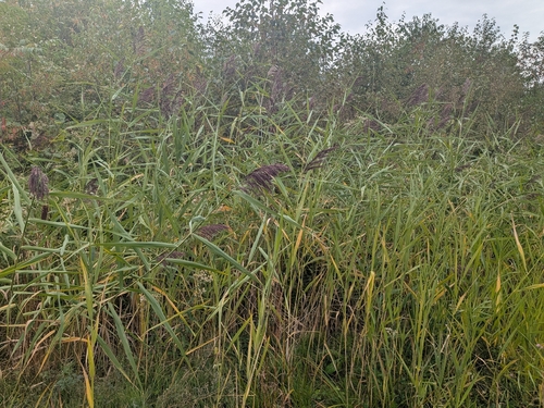 Common Reed