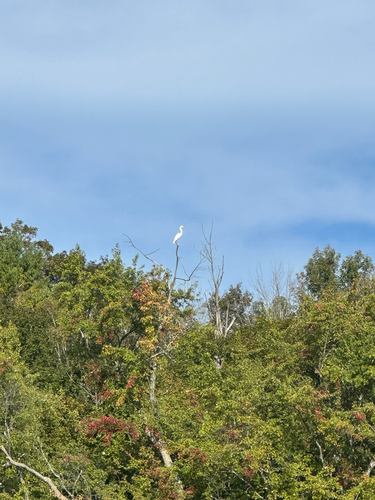 Great Egret