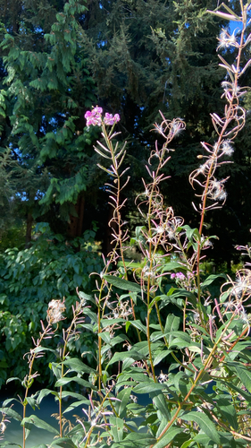 fireweed