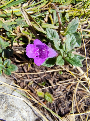 Clinopodium alpinum, photograph 5