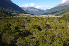 Halocarpus bidwillii