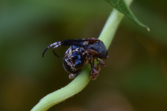 Tessarecphora arachnoides