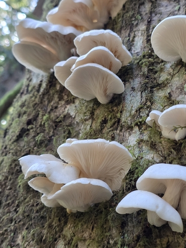 pale oyster