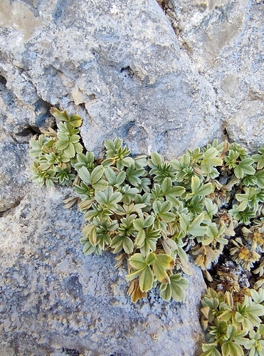 Potentilla nitida, photograph 1