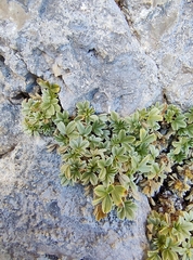 Potentilla nitida