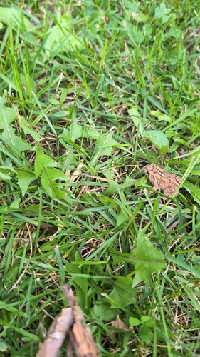 American Toad