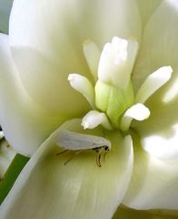 Tegeticula yuccasella