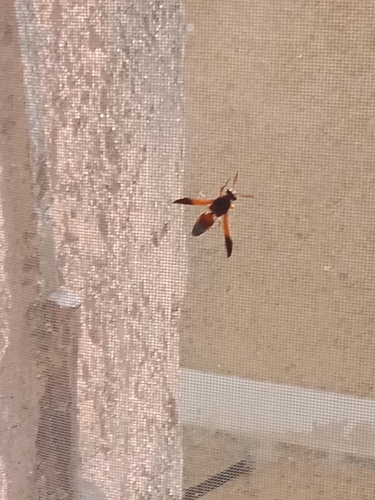Rhynchium oculatum