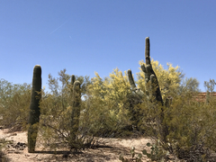 Carnegiea gigantea