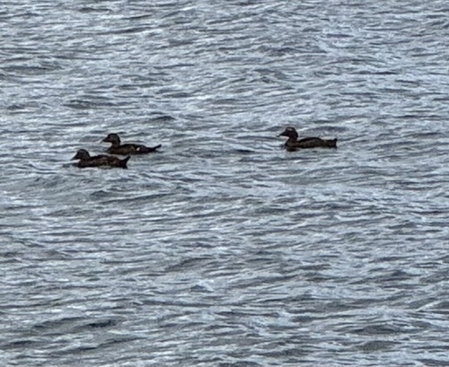Common Eider