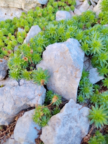 Saxifraga sedoides, photograph 1
