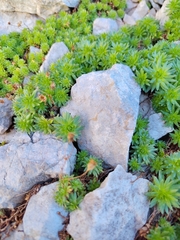 Saxifraga sedoides