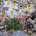 White Pygmy-Poppy - Photo (c) Stephanie Calloway, some rights reserved (CC BY-NC), uploaded by Stephanie Calloway