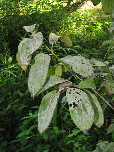 Erysiphe friesii observed 2026-08-21