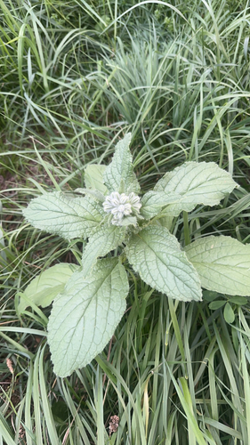 Borage