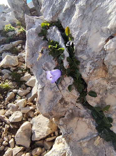 Campanula cochleariifolia, photograph 1