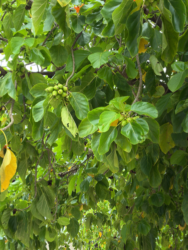 Cordia subcordata observed 2026-09-06