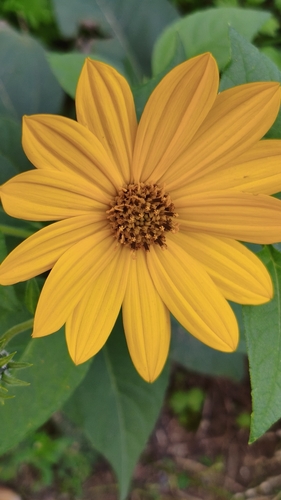 Jerusalem artichoke