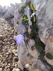 (c) Elias Freyhof, some rights reserved (CC BY) Campanula cochleariifolia, photograph (c) Elias Freyhof, some rights reserved (CC BY)