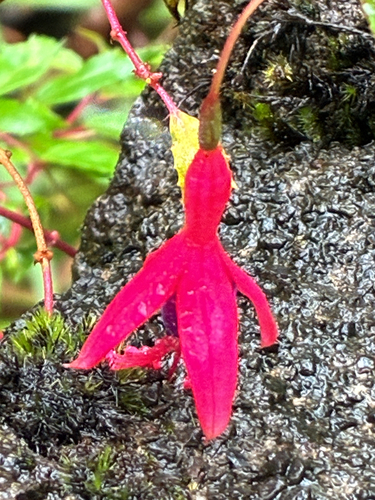 Fuchsia magellanica observed 2026-09-09