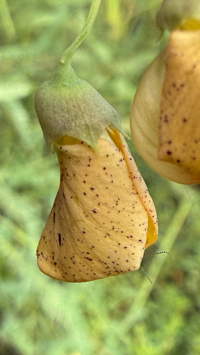 bigpod sesbania