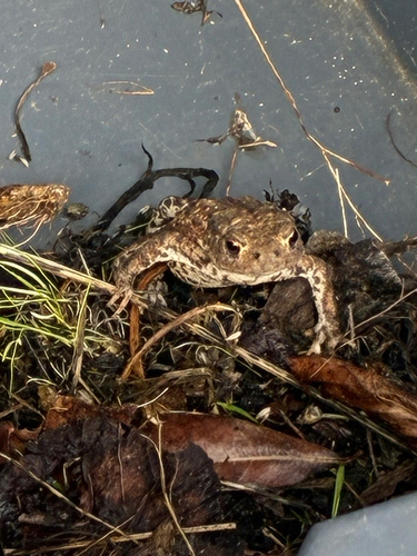 European Toad