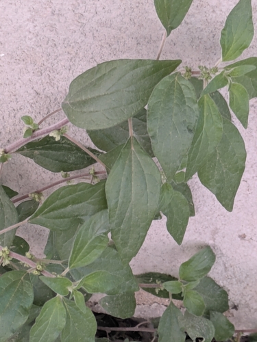 Parietaria judaica, photograph 4