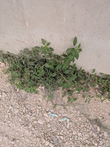 Parietaria judaica, photograph 5