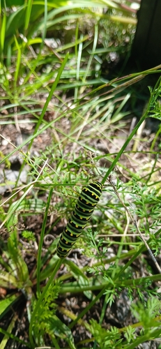 Black Swallowtail