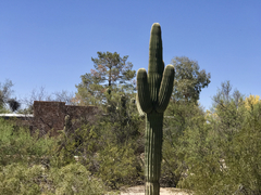 Carnegiea gigantea