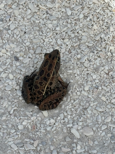 Southern Leopard Frog