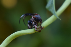 Tessarecphora arachnoides