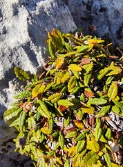 Dryas octopetala, photograph (c) Elias Freyhof, some rights reserved (CC BY)