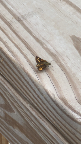 Peck's Skipper