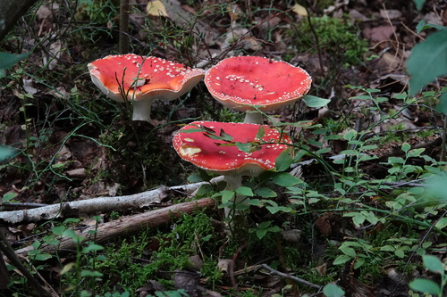 Fly Agaric