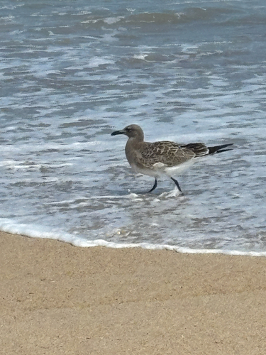 Laughing Gull