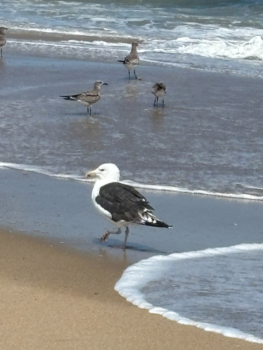 Great Black-backed Gull