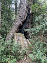 (c) Eric Alan Isaacson, some rights reserved (CC BY) Sequoia sempervirens, photograph (c) Eric Alan Isaacson, some rights reserved (CC BY)