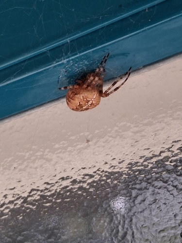 Cross Orbweaver