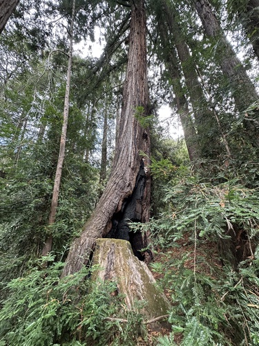 Sequoia sempervirens, photograph 5