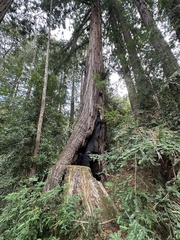 (c) Eric Alan Isaacson, some rights reserved (CC BY) Sequoia sempervirens, photograph (c) Eric Alan Isaacson, some rights reserved (CC BY)