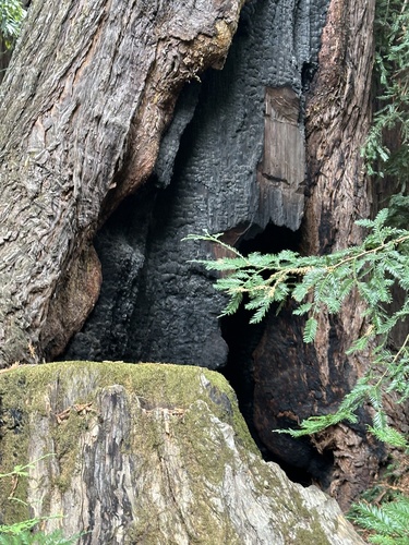 Sequoia sempervirens, photograph 6