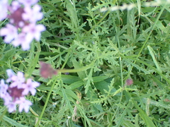 Glandularia lilacina