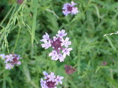 Glandularia lilacina