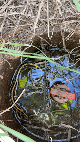 Plains Garter Snake