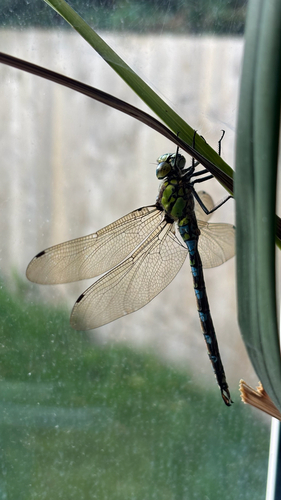 Southern Hawker